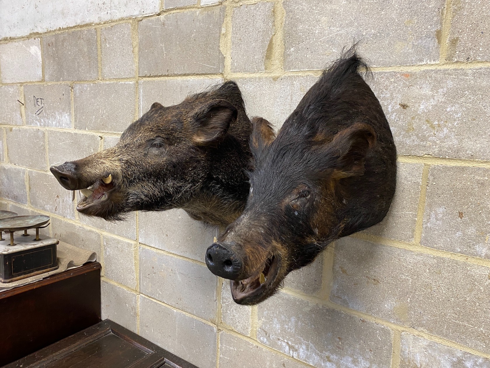 Two taxidermy boar's head wall trophies